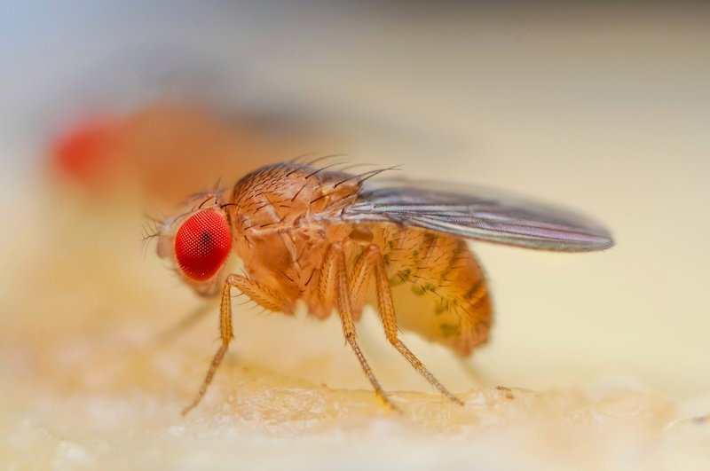 Bisakah Penelitian Lalat Buah Membantu Meningkatkan Kelangsungan Hidup Pasien Kanker?